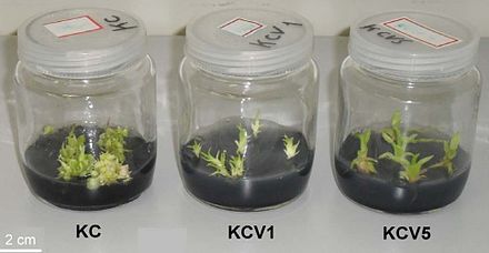 (KCV1 and KCV5) Vinasse used to formulate culture media for the in vitro elongation and rooting of Oncidium leucochilum (orchid), (KC) medium Knudson C used as control. In order to formulate the vinasse media was used a dilution of 2.5% vinasse. These culture media are free of plant growth regulators (Silva et al., 2014).