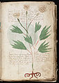 Voynich Manuscript (5).jpg