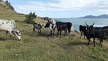 Zebu cattle similar to those that would have been raised by the Sirikwa. Vuurtoren Evatra IV.jpg