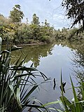 Thumbnail for Waitangiroto River