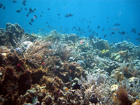 Tập_tin:Wakatobi-188.jpg