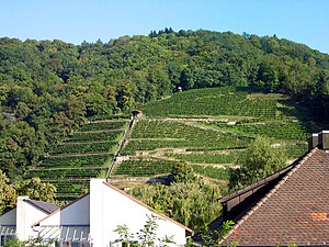 Freiburg Im Breisgau Schlossberg: Anlagen, Geschichte, Weinbau