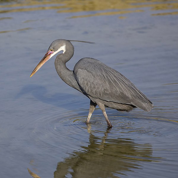 File:Western reef egret (Egretta gularis schistacea) slate grey morph.jpg