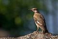 29 White-cheeked Starling perching on a rock uploaded by Laitche, nominated by Laitche