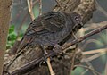 White-throated Ground Dove