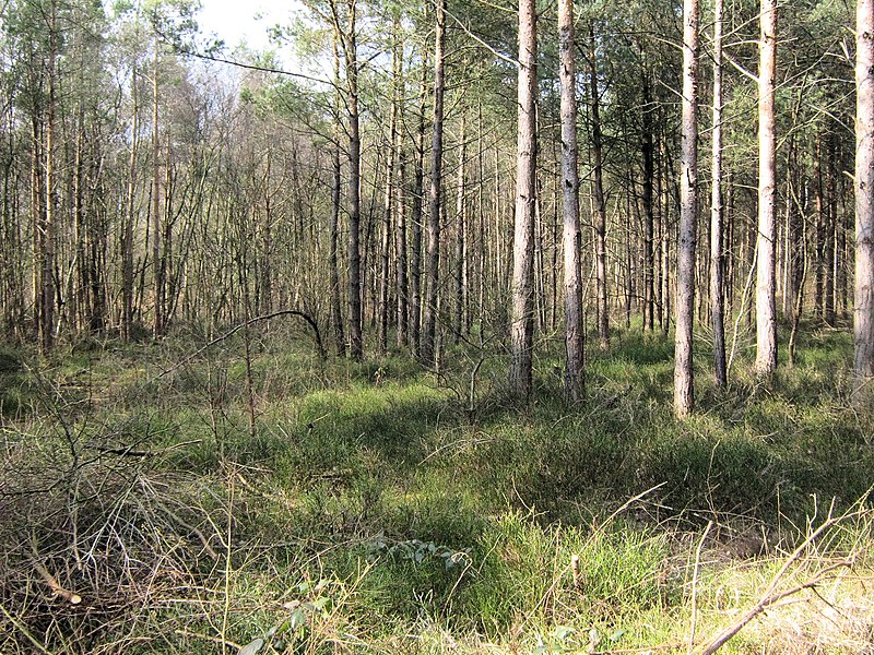 File:Whortleberries and pine trees - geograph.org.uk - 1752405.jpg