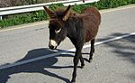 Wild donkeys on Cyprus (cropped).JPG