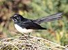 Willie wagtail.jpg