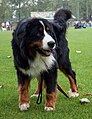 Polski: Berneński pies pasterski na Krajowej Wystawie Psów Rasowych w Rybniku-Kamieniu. English: Bernese Mountain Dog during Dogs Show in Rybnik.