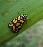 Unidentified Arctiidae or Aganaidae (Aganainae), cf. Asura lydia