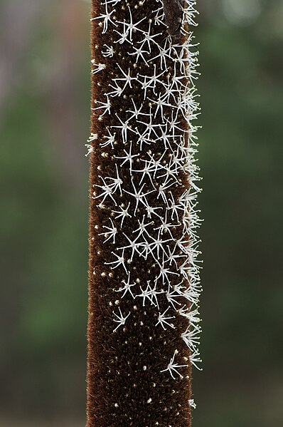 File:Xanthorrhoea australis.jpg