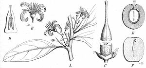 Ximenia americana, illustration