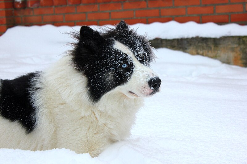 File:Yakutskaya Laika Winter Wiki.jpg