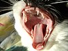 Yawning Cat.jpg