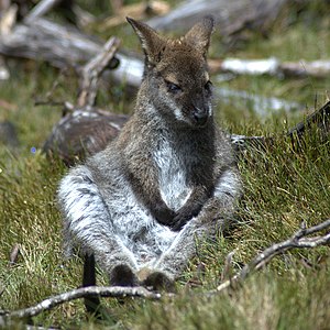 Young-male-wallaby-in-Tasmania.jpg