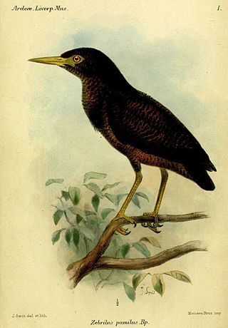 <span class="mw-page-title-main">1855 in birding and ornithology</span>