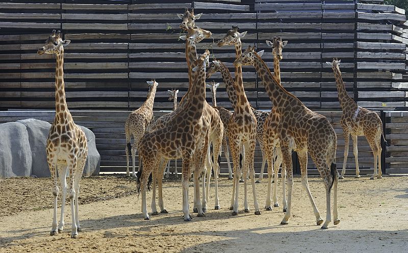 File:Zoo de Vincennes, Paris, France April 2014 (11).jpg