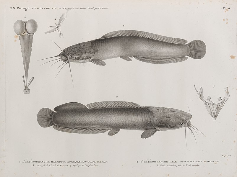 Pl.16 - 1. L'Hétérobranche harmout (Heterobranchus anguillaris) 3. Myologie de l'épaule du Harmout, 4. Myologie de l'os furculaire 2. L'Hétérobranche halé