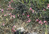 Gladiolus triphyllus, Zypern