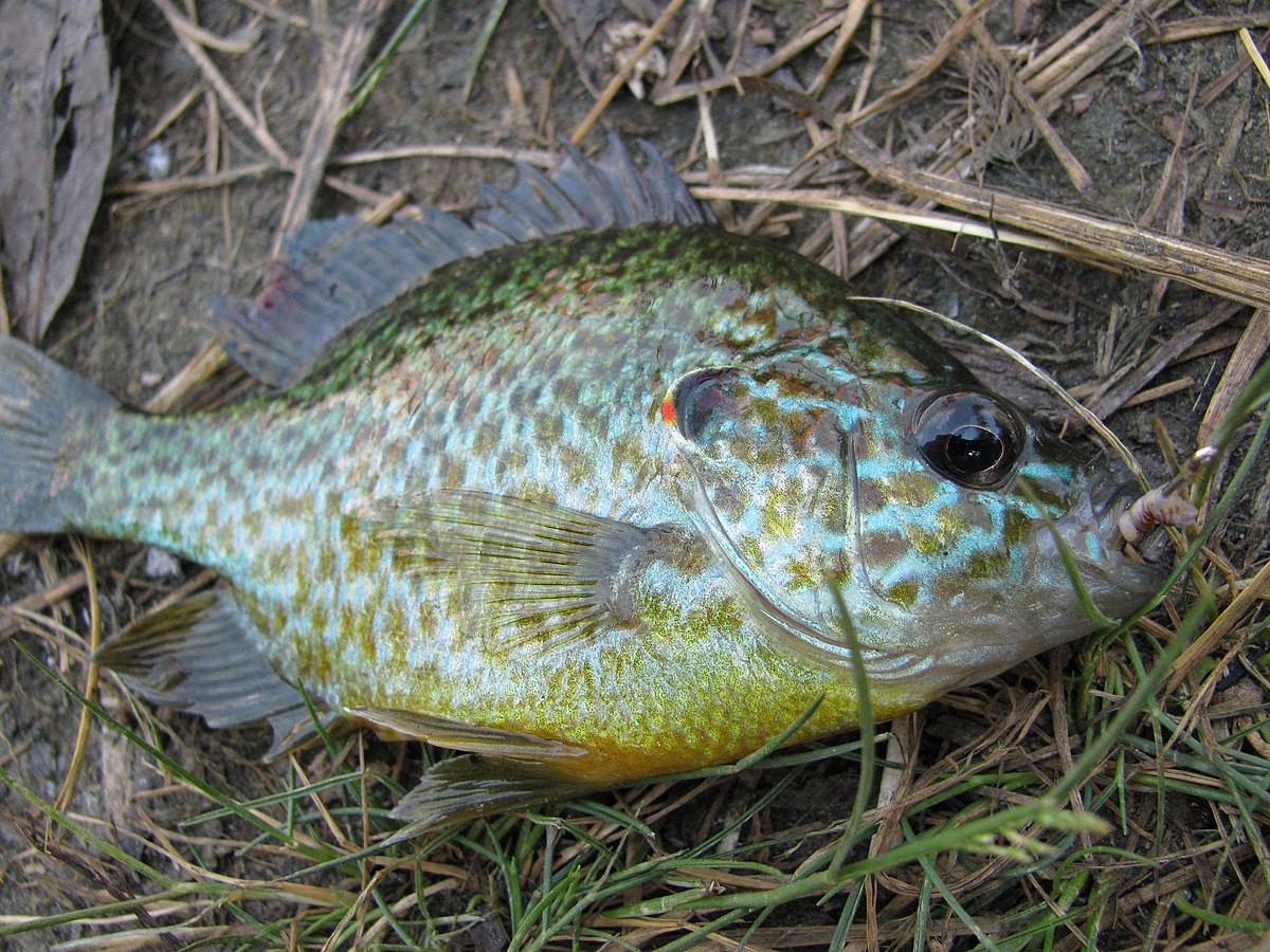 Lepomis gibbosus –Солнечный окунь