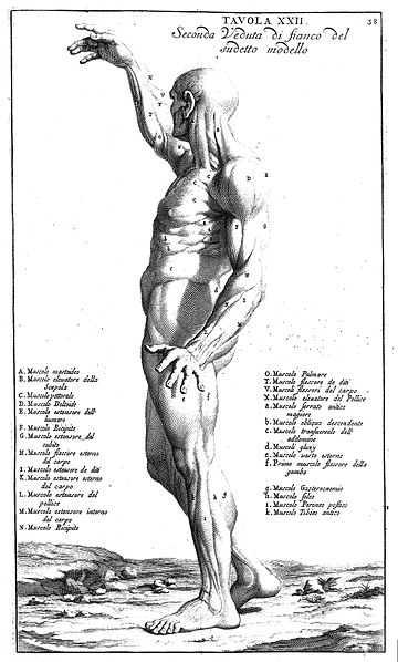 File:"Anatomia per uso...del disegno...", B. Genga, 1691 Wellcome L0009704.jpg