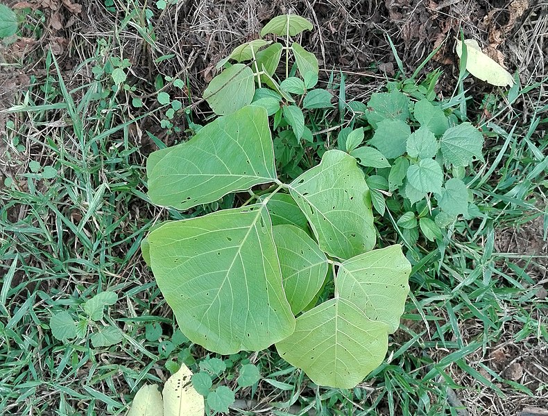 File:(Butea superba) sapling in the Eastern Ghats near Samedha.jpg