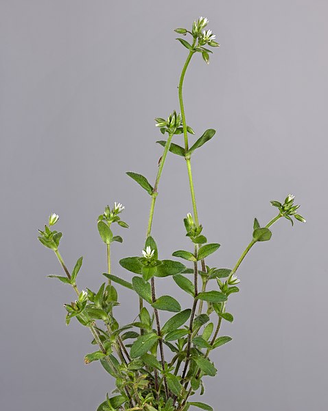 File:(MHNT) Cerastium glomeratum - habitus.jpg