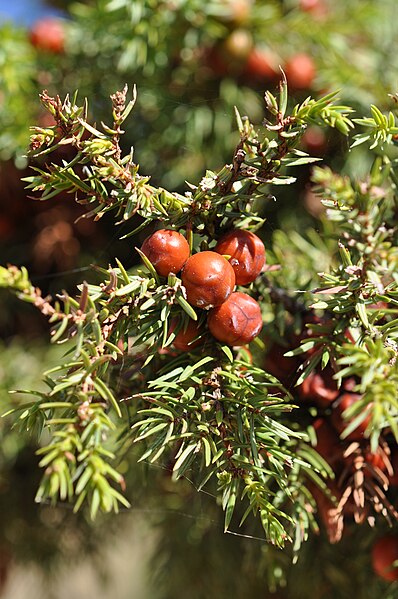 File:Αγριόκεδρο (Juniperus deltoides)(καρπός), Όρος Μαίναλο (Χιονοδρομικό Κέντρο Οστρακίνας), Αρκαδία, Πελοπόννησος, 3-10-2021.jpg