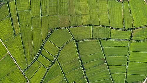 Rice fields in Kočani Valley