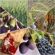 The Seven Species, agricultural products listed as special to the Land of Israel in the Bible SHb`t hmynym.jpg