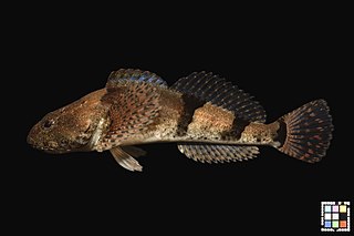 <span class="mw-page-title-main">Fourspine sculpin</span> Species of fish