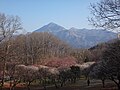 梅園越しの武甲山