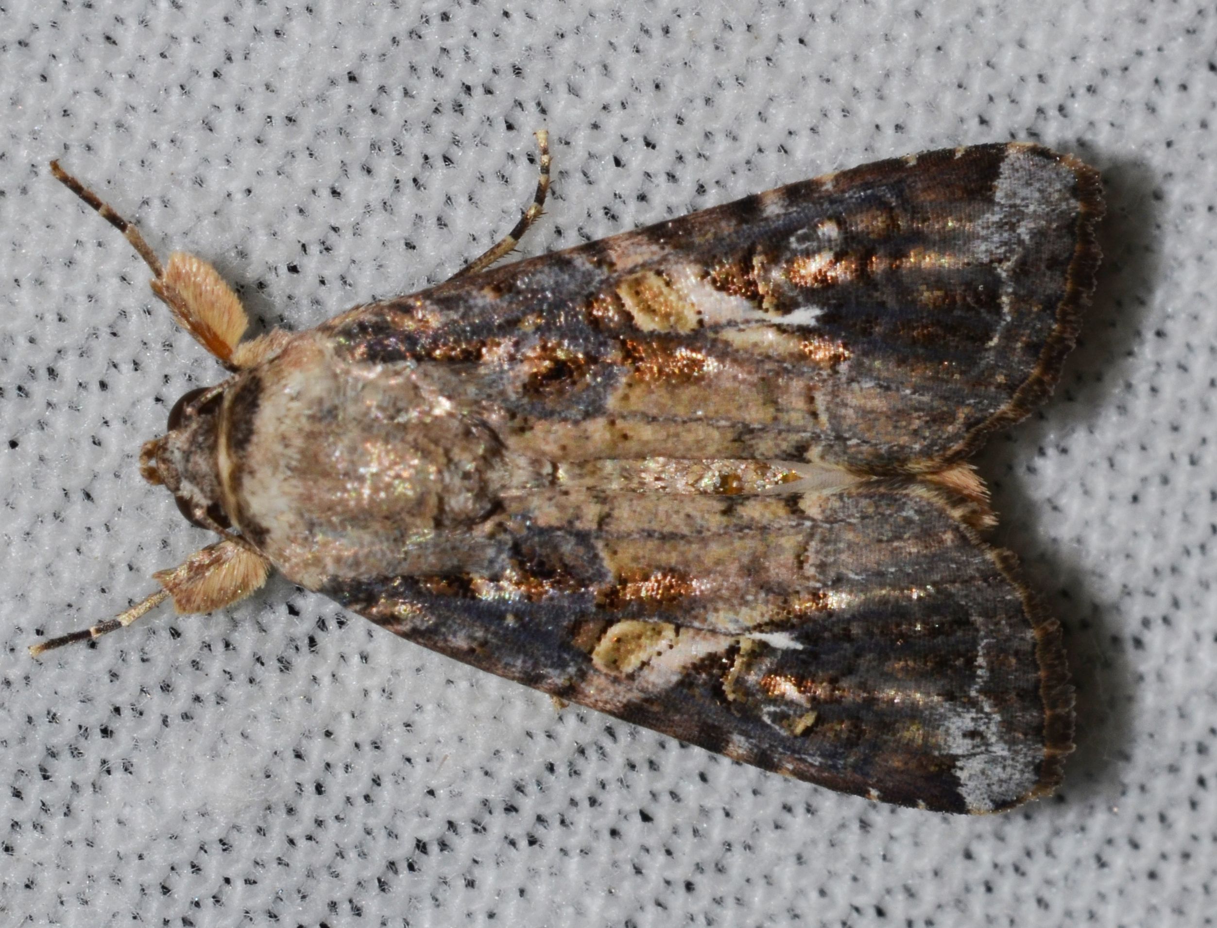 Бабочка осенней гусеницы (Spodoptera frugiperda)