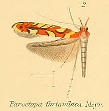 02-Makrokstola thriambica (Gracilaria) (Meyrick, 1907) .JPG