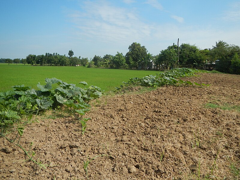 File:02388jfDalayap Paddy Rice Fields Roads Welcome Candaba Pampangafvf 16.JPG