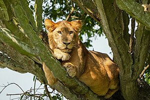 Löwe in einem Baum im Queen-Elizabeth-Nationalpark