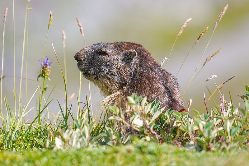 File:069 Marmot Lac de Salanfe Photo by Giles Laurent.jpg