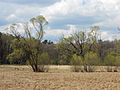 * Nomination: Meadow in Eberswalde --Ralf Roletschek 12:09, 2 May 2012 (UTC) * * Review needed