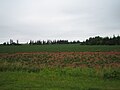 PEI Potatoes