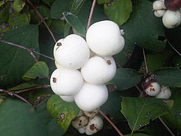 A fehér hóbogyó (Symphoricarpos albus) termései