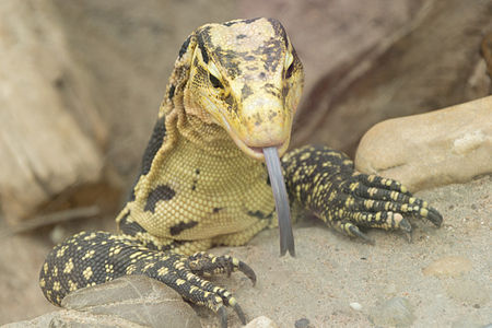 A water monitor in the Frankfurt Zoo