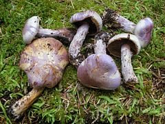 2012-10-19 Cortinarius traganus (Fr.) Fr 273917.jpg