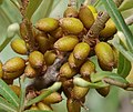 Sanddorn - Hippophae rhamnoides