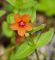 Roter Gauchheil - Anagallis arvensis