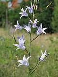 Miniatura per Campanula rapunculus