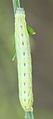 Raupe der Pfeilflecken-Kräutereule (Lacanobia contigua)