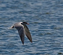 Sterna comune in volo.