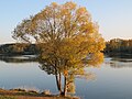 2018-10-22 Salix viminalis (basket willow) at Krems an der Donau