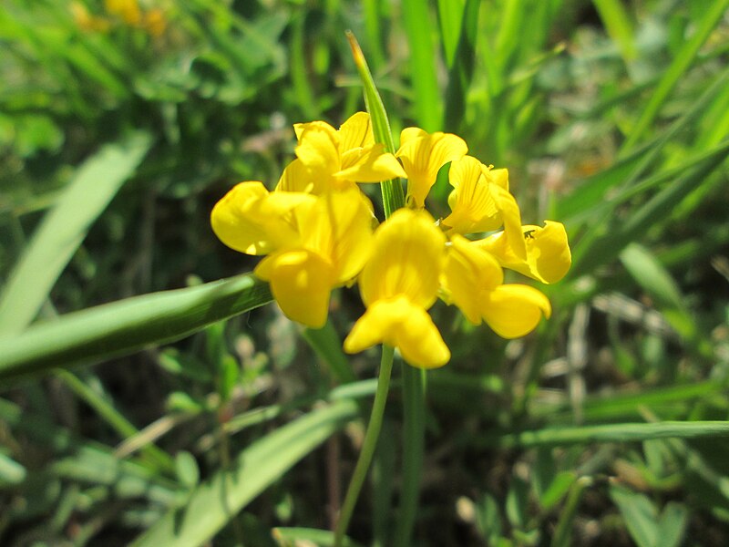 File:20200508Hippocrepis comosa1.jpg