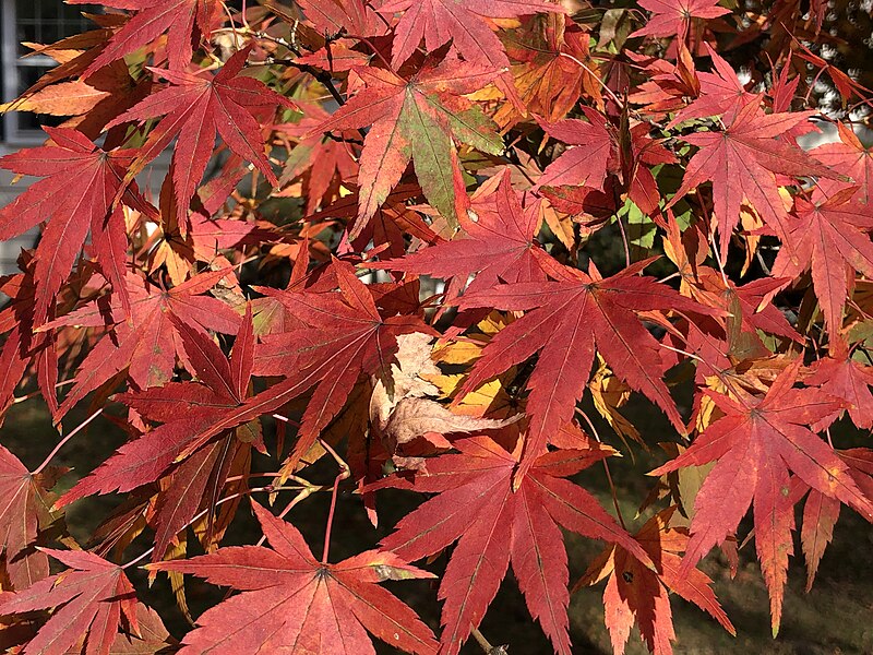 File:2022-11-05 14 43 22 Leaves on a green-leaved Japanese Maple changing color during autumn along Aquetong Lane in the Mountainview section of Ewing Township, Mercer County, New Jersey.jpg